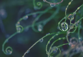 Green vines with water droplets