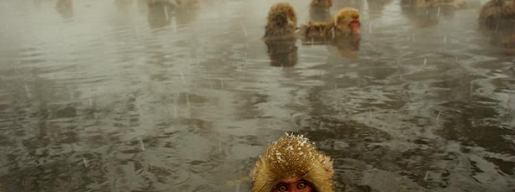 Mike Frakes, Snow Monkeys, from the exhibition 'Like Us'. Image courtesy of the artist.