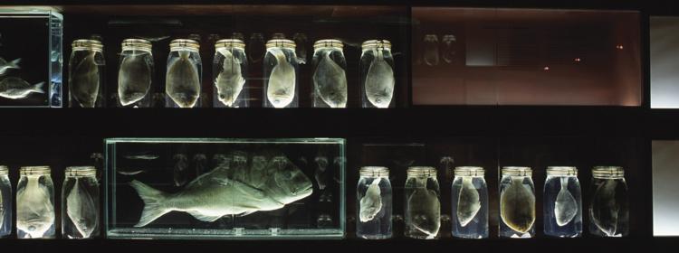 Robyn Backen with Ichthyologist, Brooke Carson-Ewert, Fishing the Spirit house, from Catching…the harbour, 2001. Mixed media, dimensions variable. Photograph Ian Hobbs.  Collection the artist and Australian Museum.