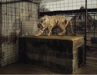 White Tiger (Kenny), Selective Inbreeding  Turpentine Creek Wildlife Refuge and Foundation  Eureka Springs, Arkansas