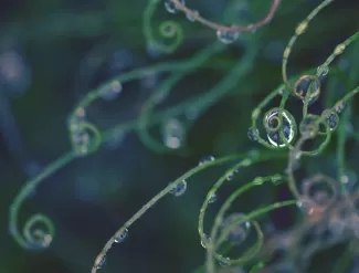 Green vines with water droplets